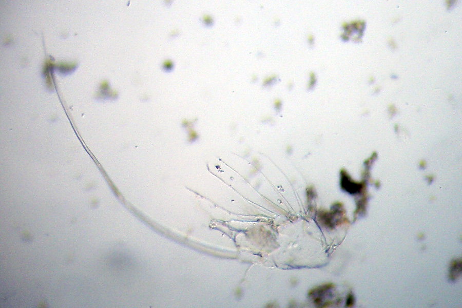 Daphnia (Daphnia) obtusa